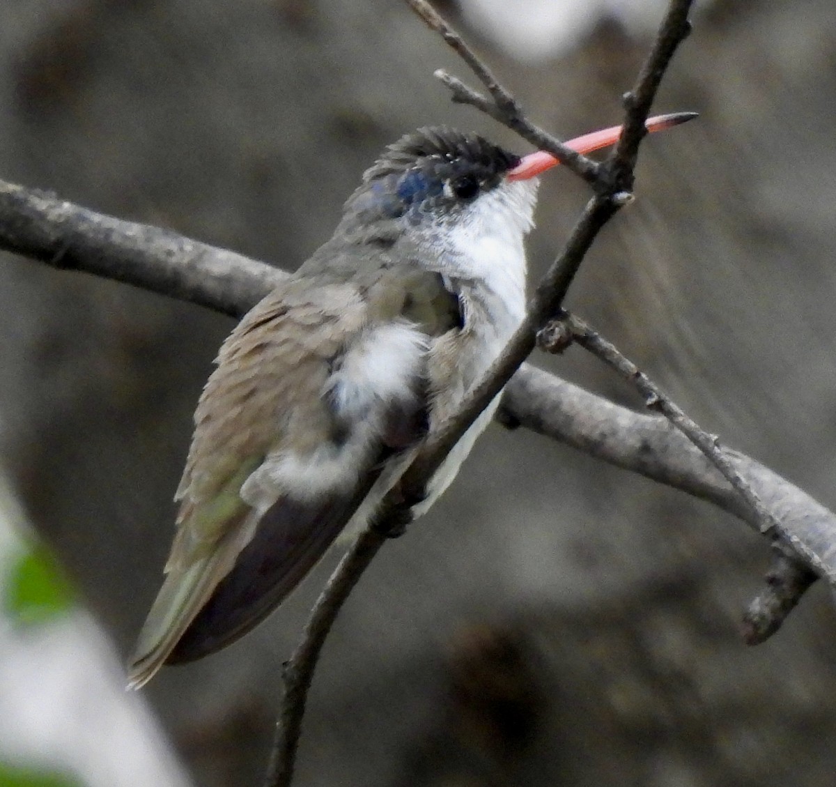Violet-crowned Hummingbird - ML645557299