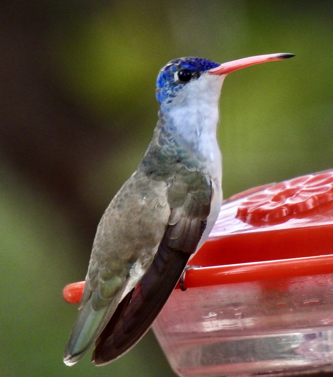 Violet-crowned Hummingbird - ML645557300