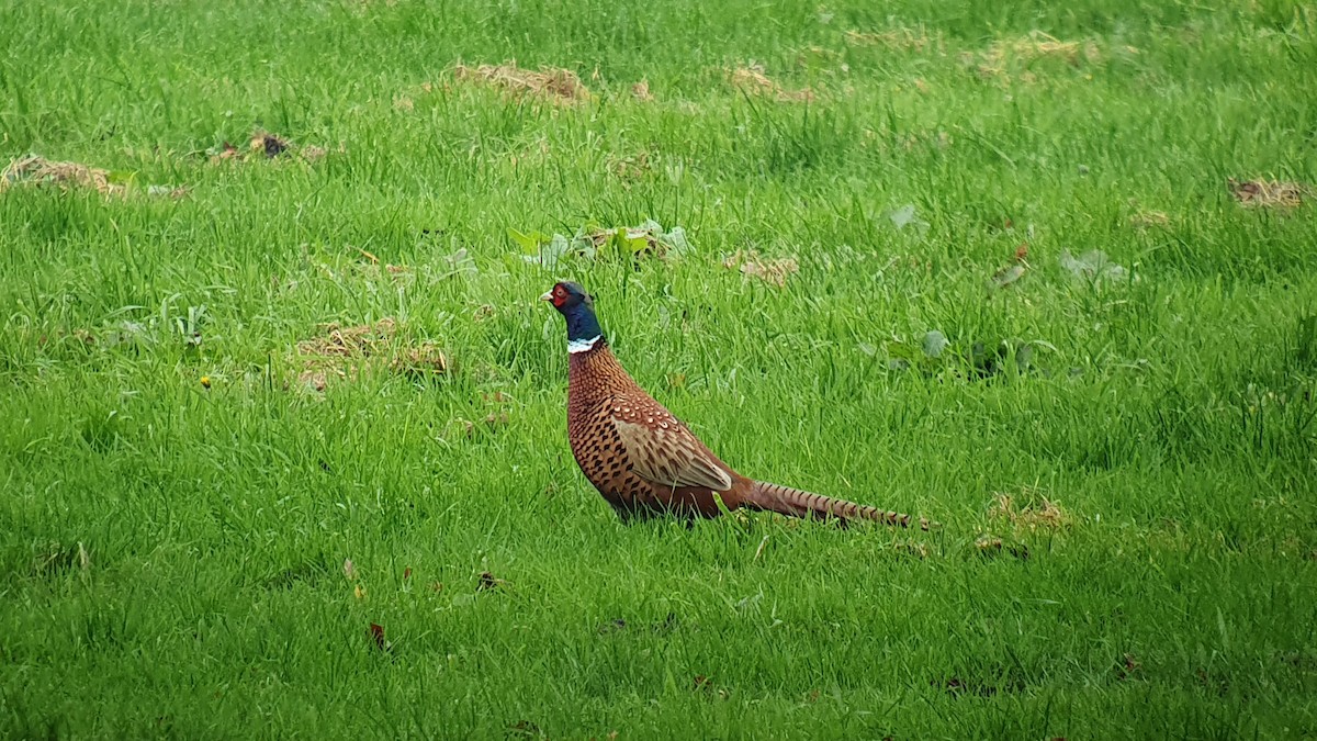 פסיון מצוי - ML645557314