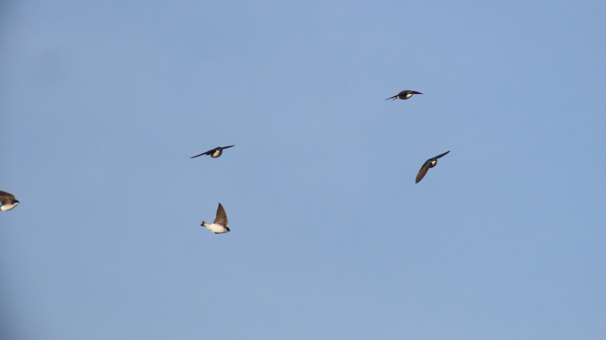 סנונית עצים - ML645557316