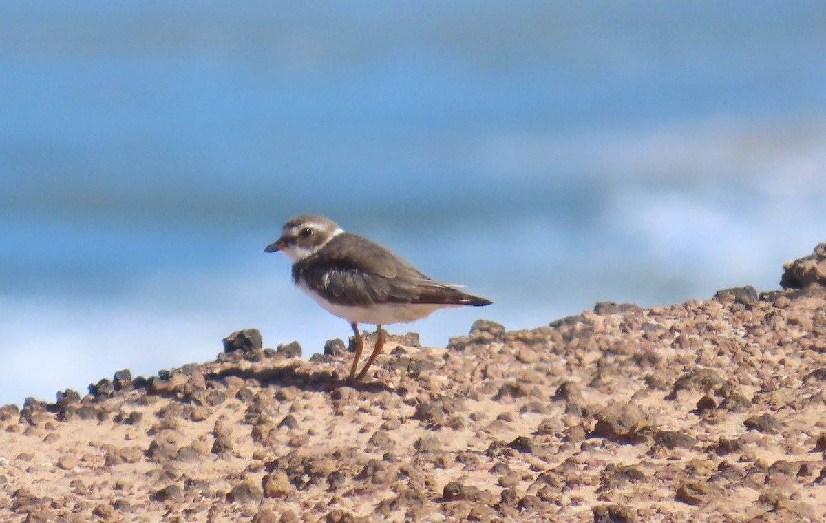 חופמי אמריקני - ML645557317