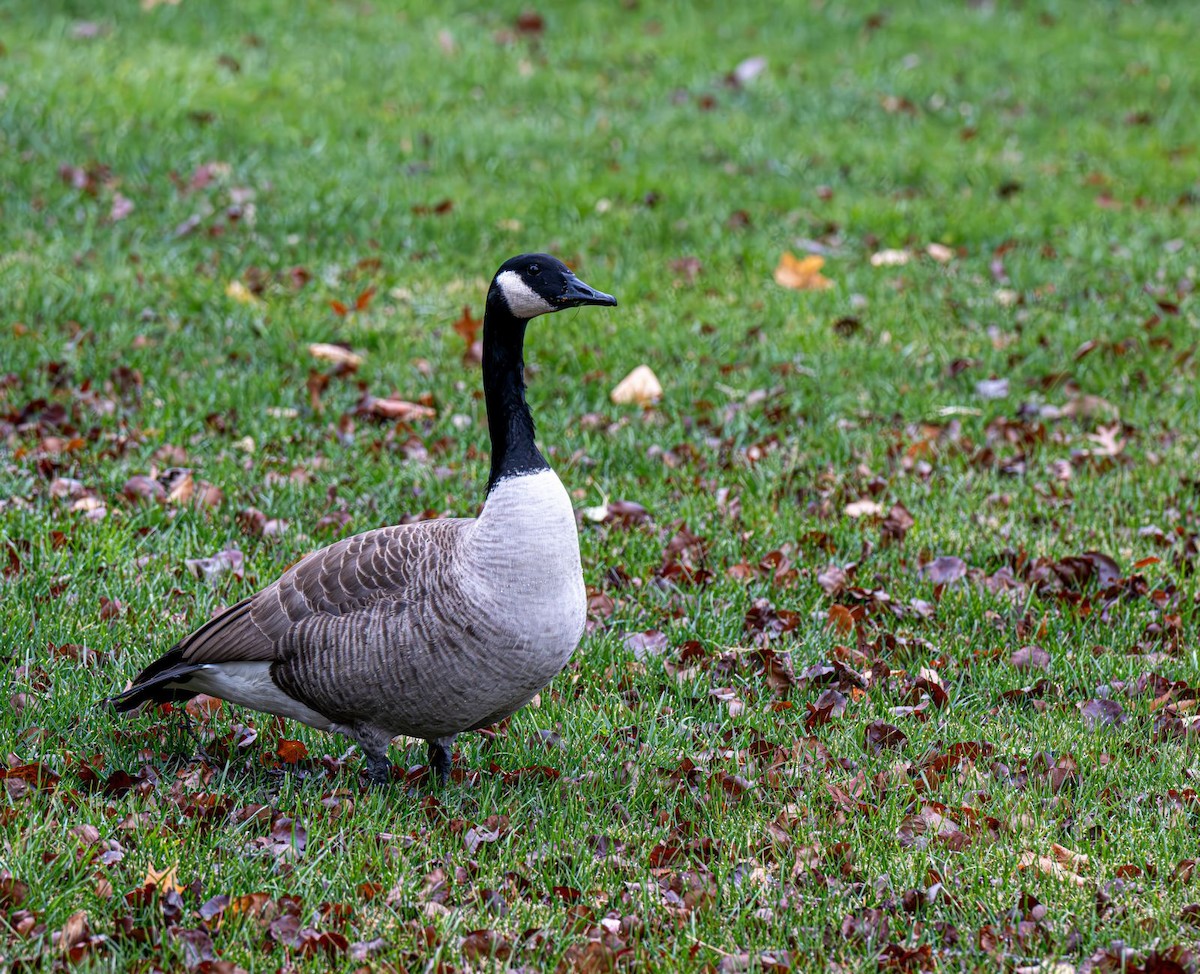 ברנטה קנדית - ML645557318