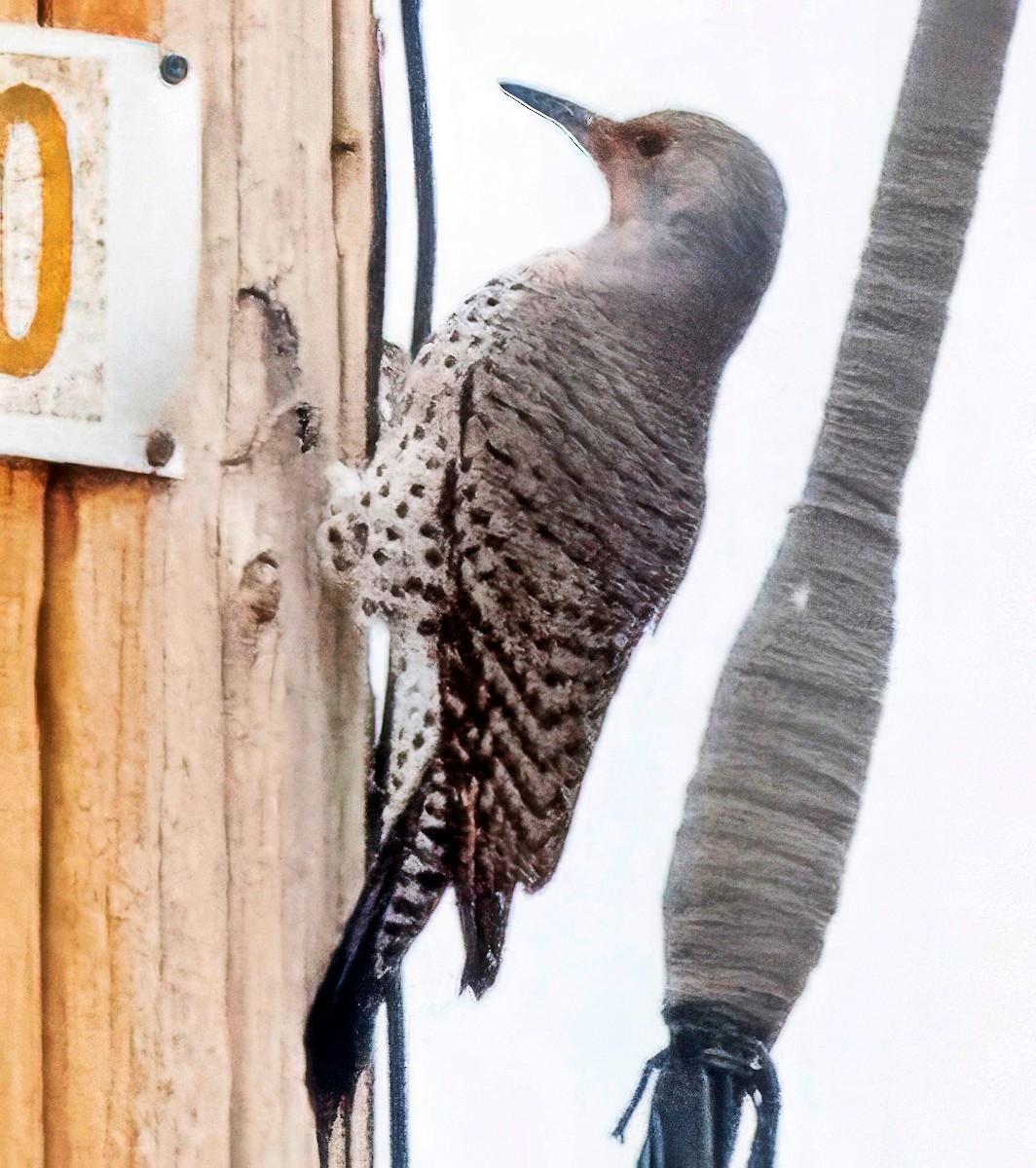 נקר צפון-אמריקני - ML645557319