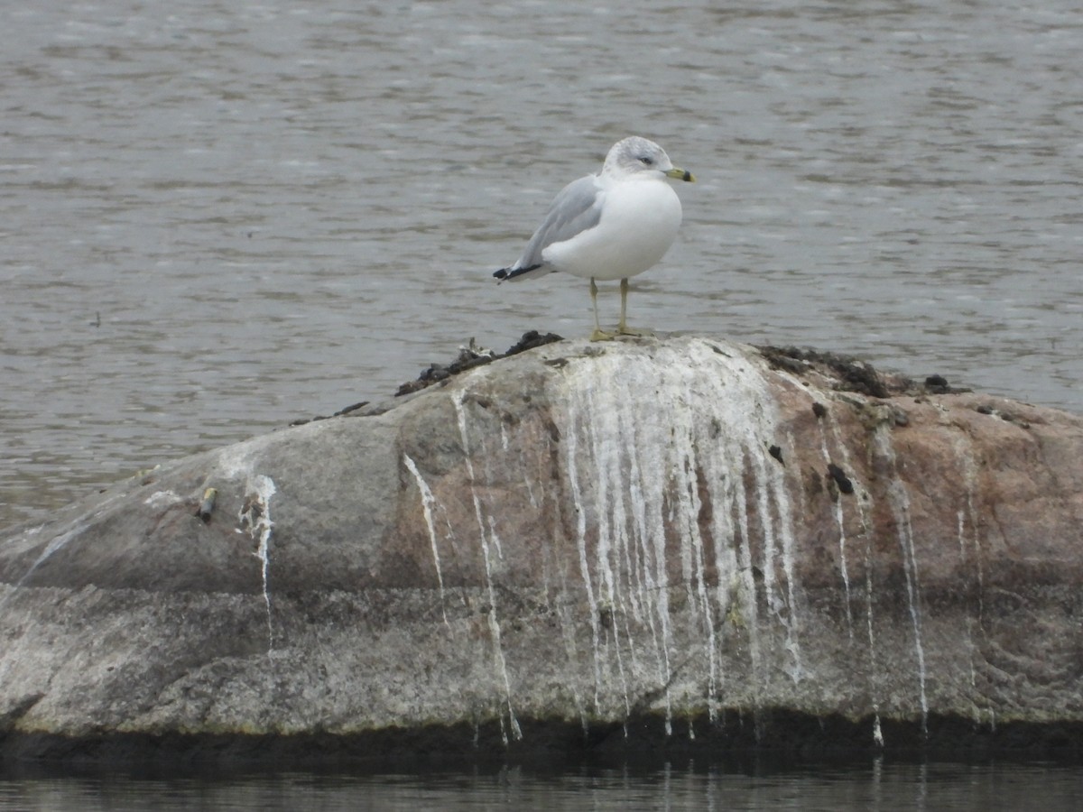 שחף עקוד-מקור - ML645557320