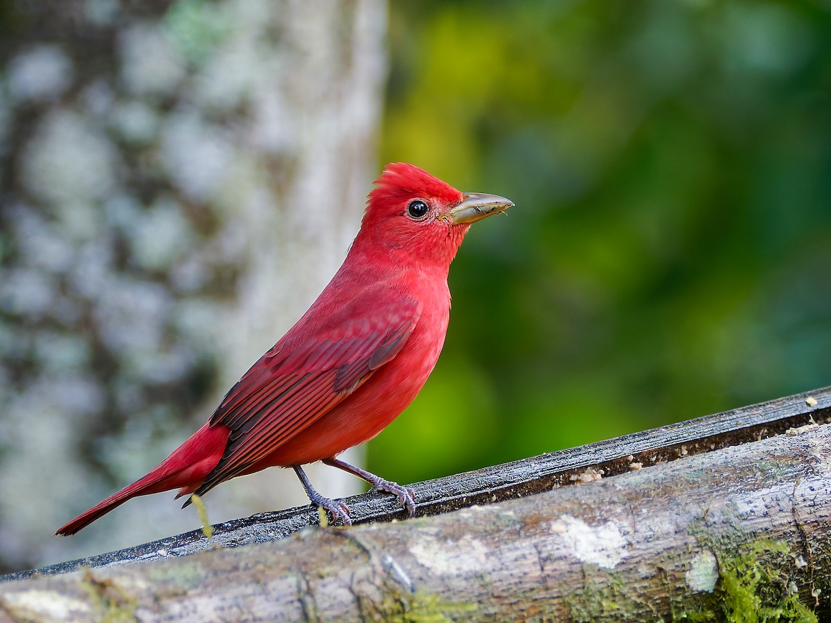 להבית אדומה - ML645557321