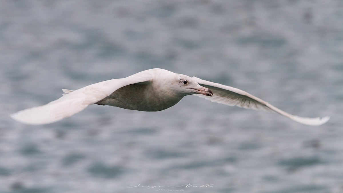 שחף לבן-כנף - ML645557322