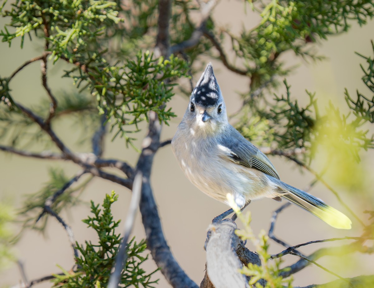 Black-crested Titmouse - ML645557325