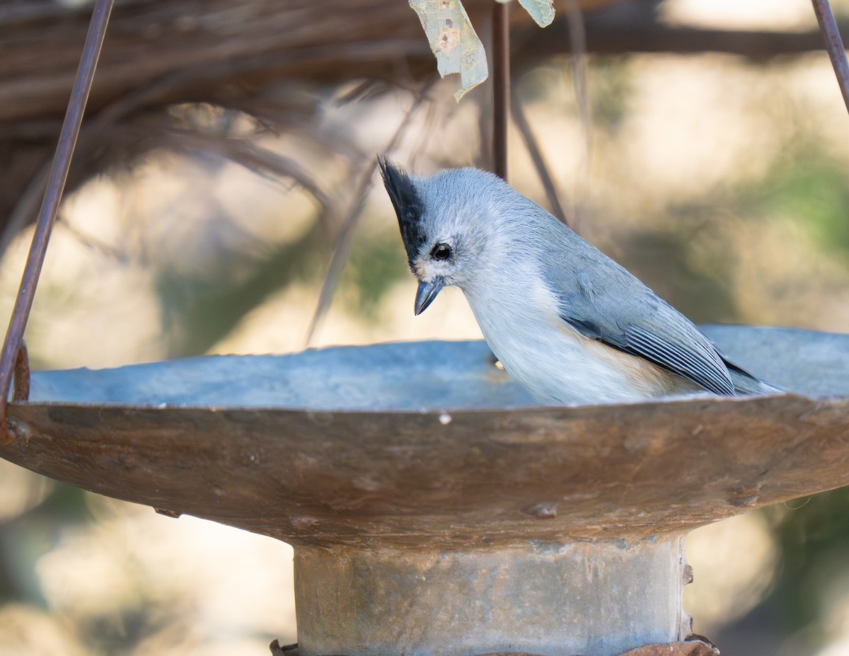 Black-crested Titmouse - ML645557326