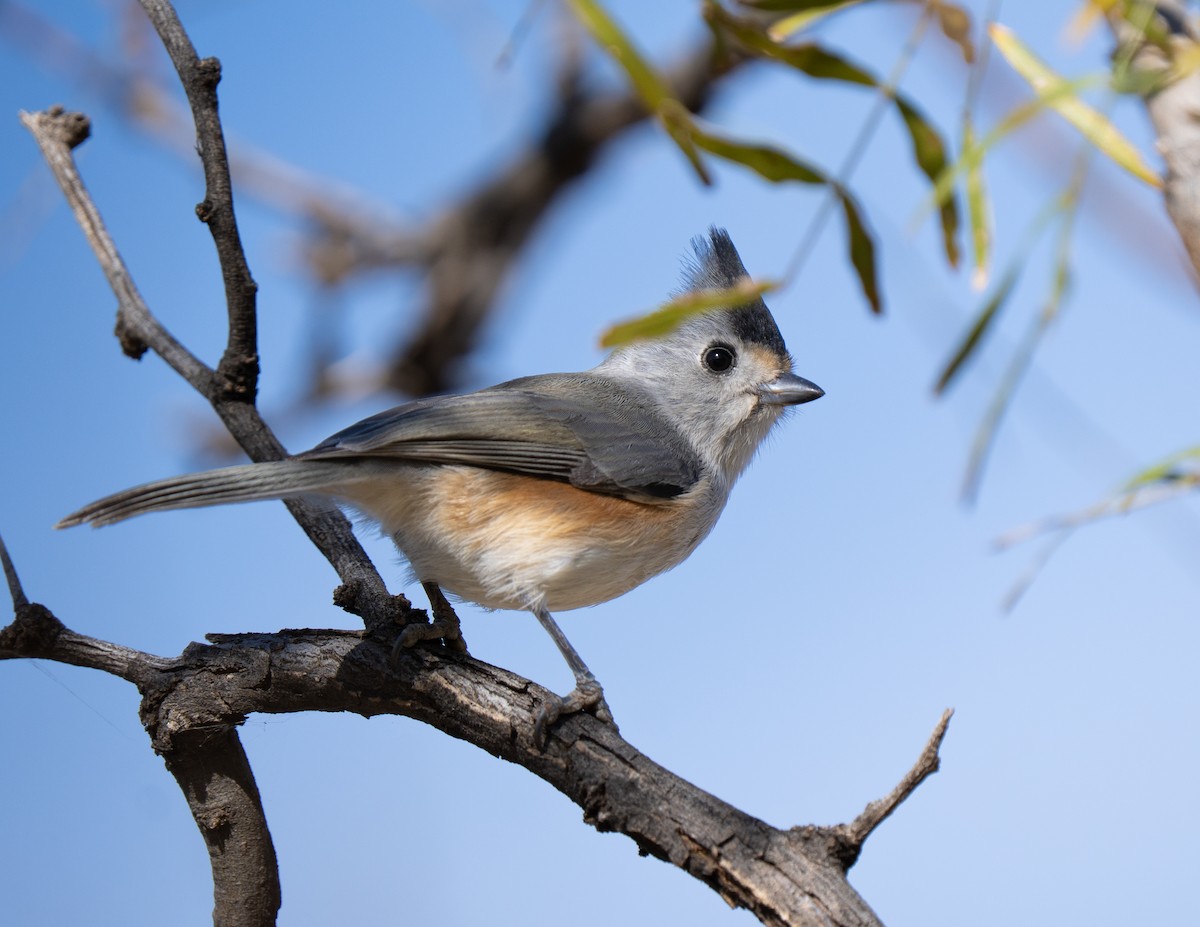 Black-crested Titmouse - ML645557327
