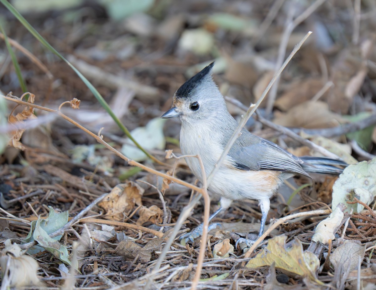 Black-crested Titmouse - ML645557328