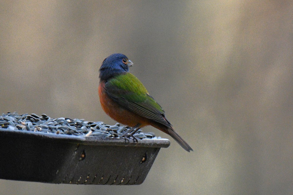 Painted Bunting - ML645557329
