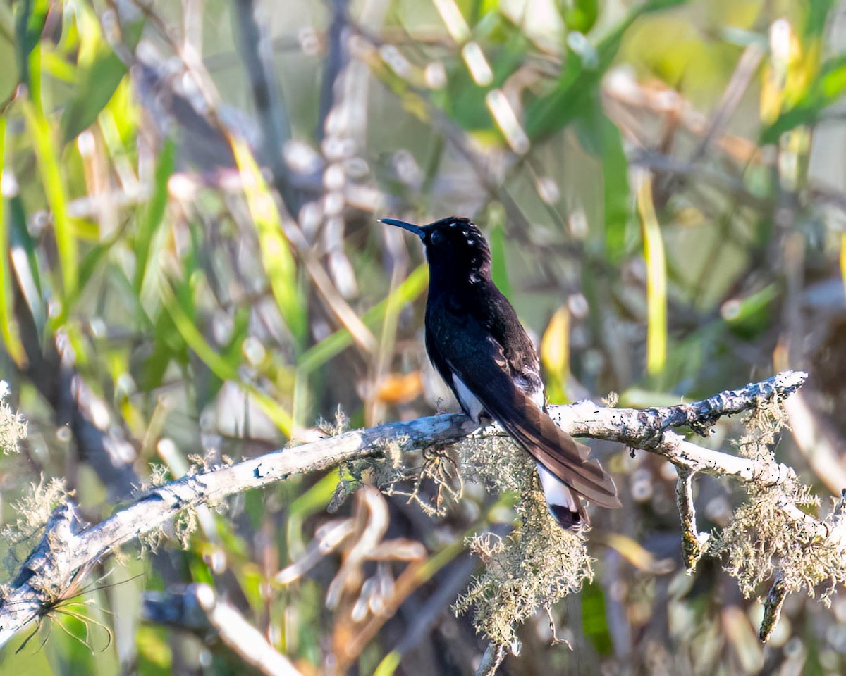 Black Jacobin - ML645557330