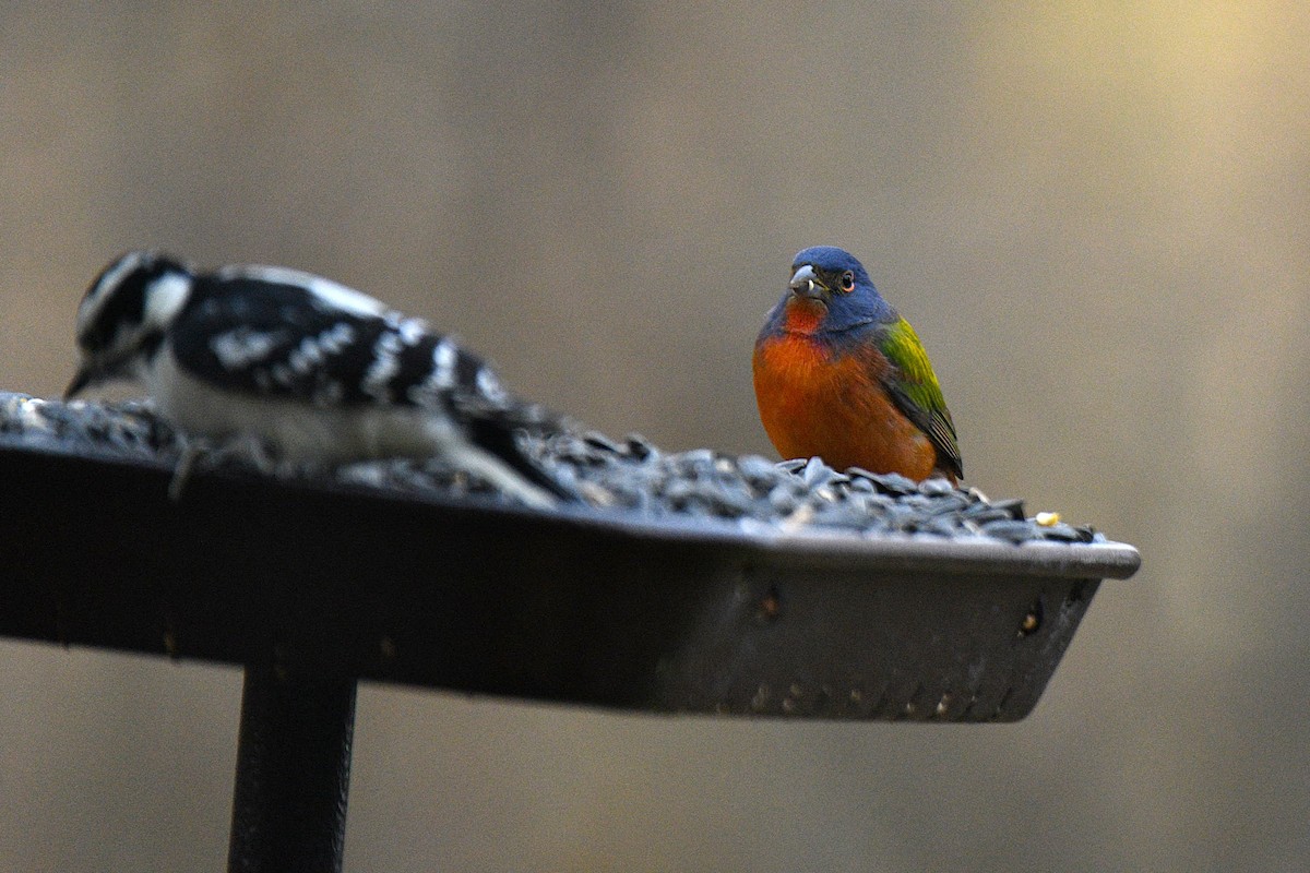 Painted Bunting - ML645557331