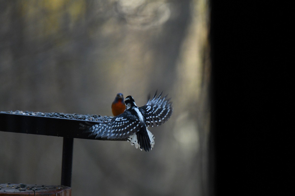 Painted Bunting - ML645557332