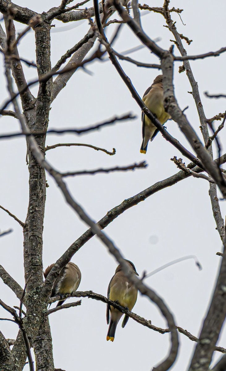ציצנית אמריקנית - ML645557337