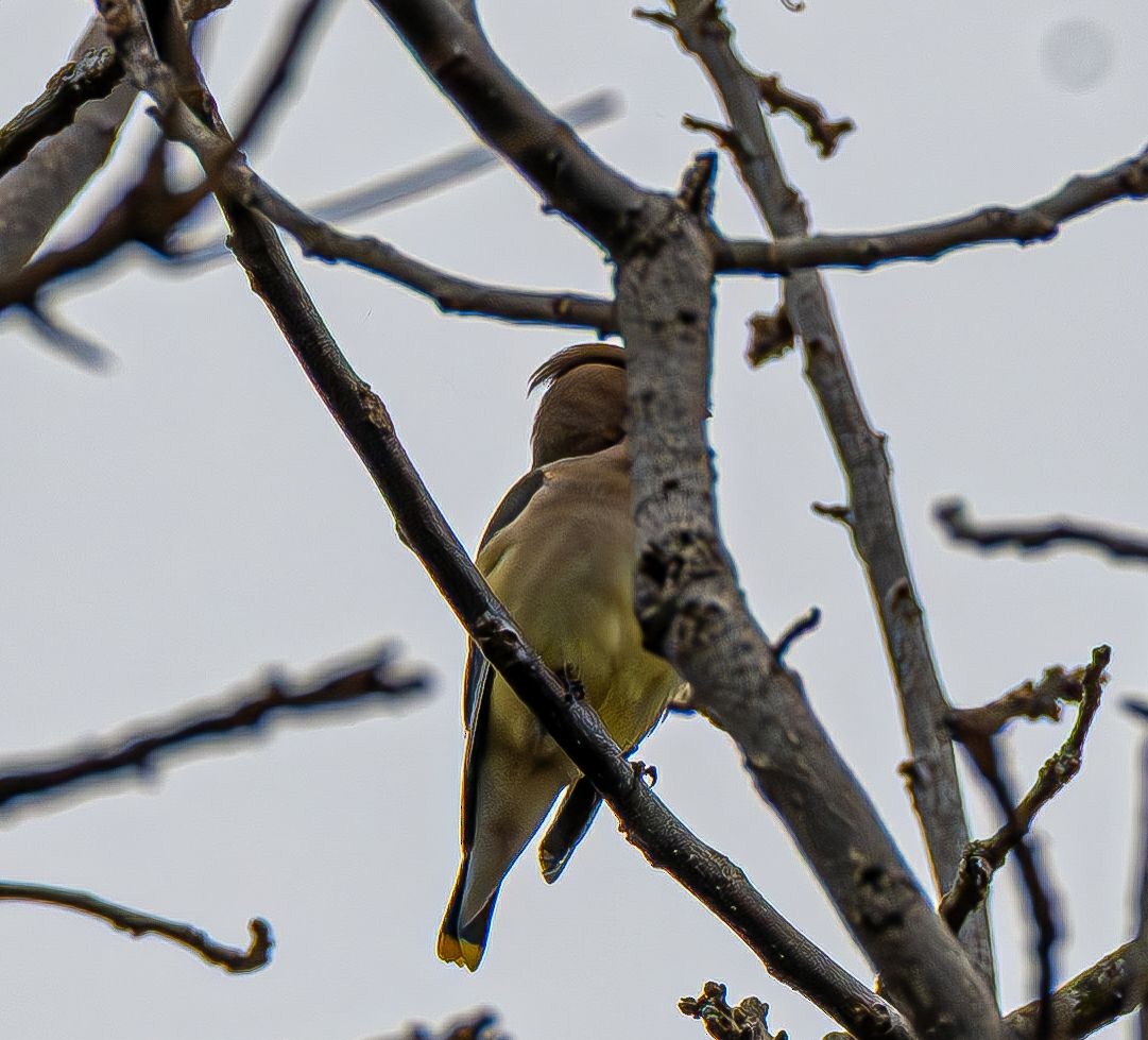ציצנית אמריקנית - ML645557339