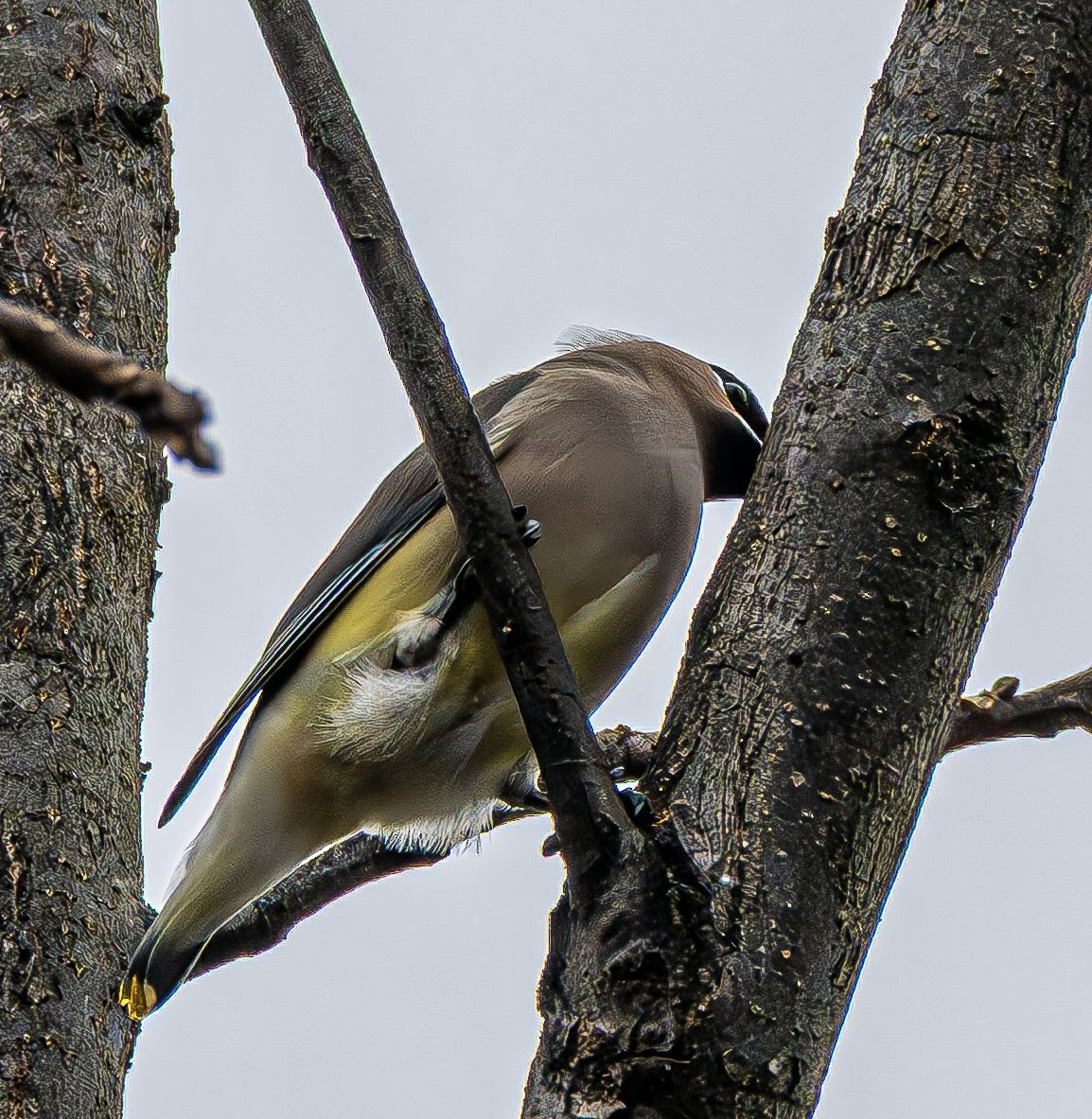 ציצנית אמריקנית - ML645557340