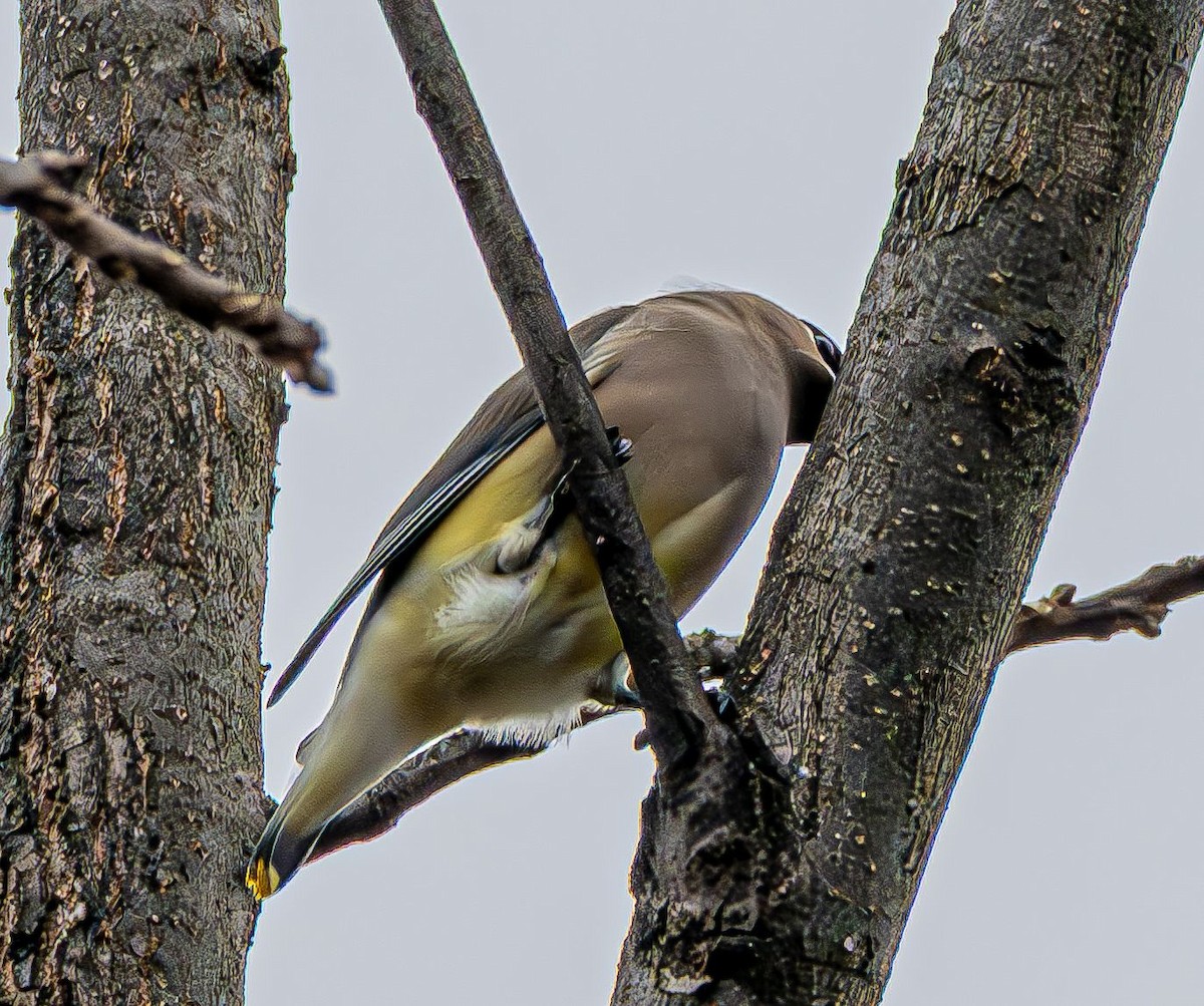 ציצנית אמריקנית - ML645557341