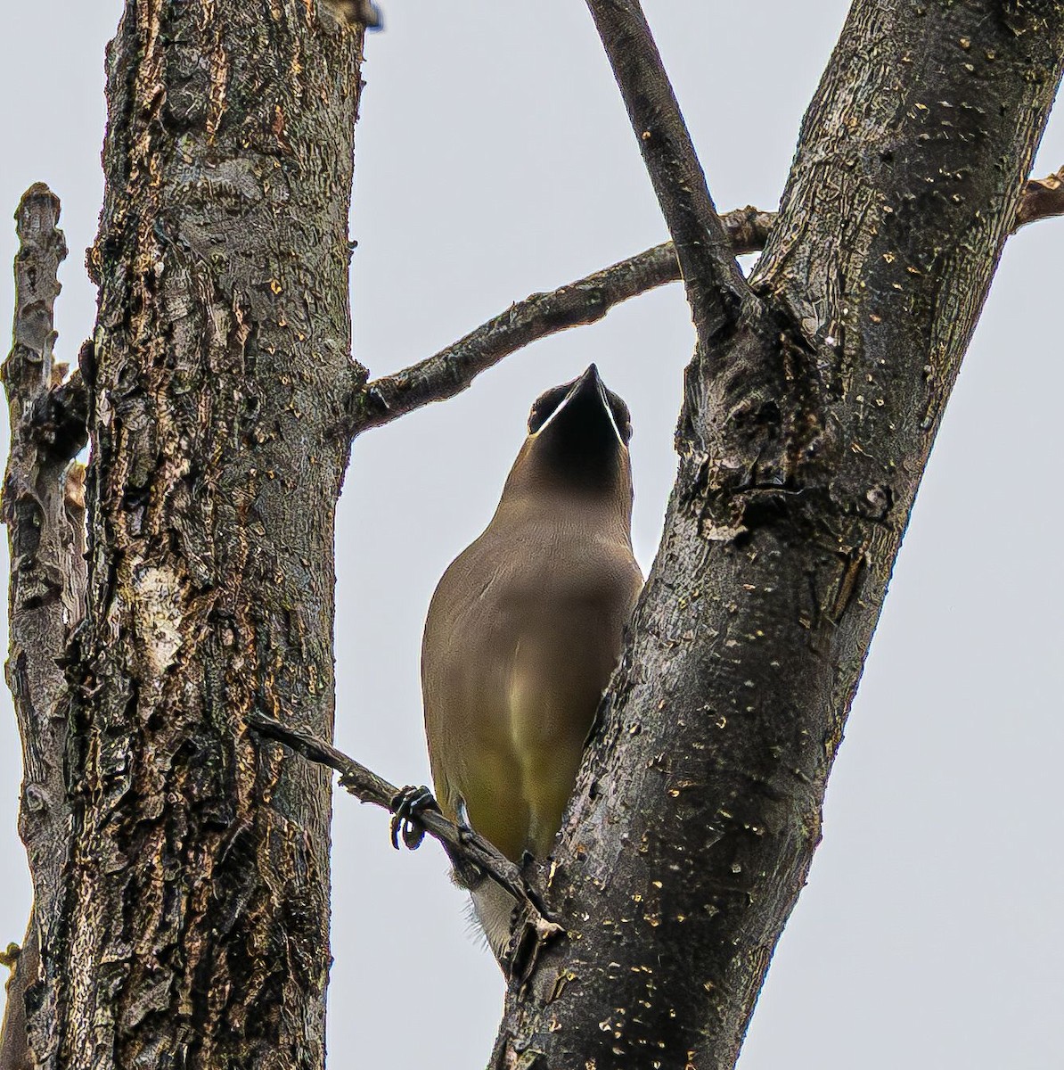 ציצנית אמריקנית - ML645557342