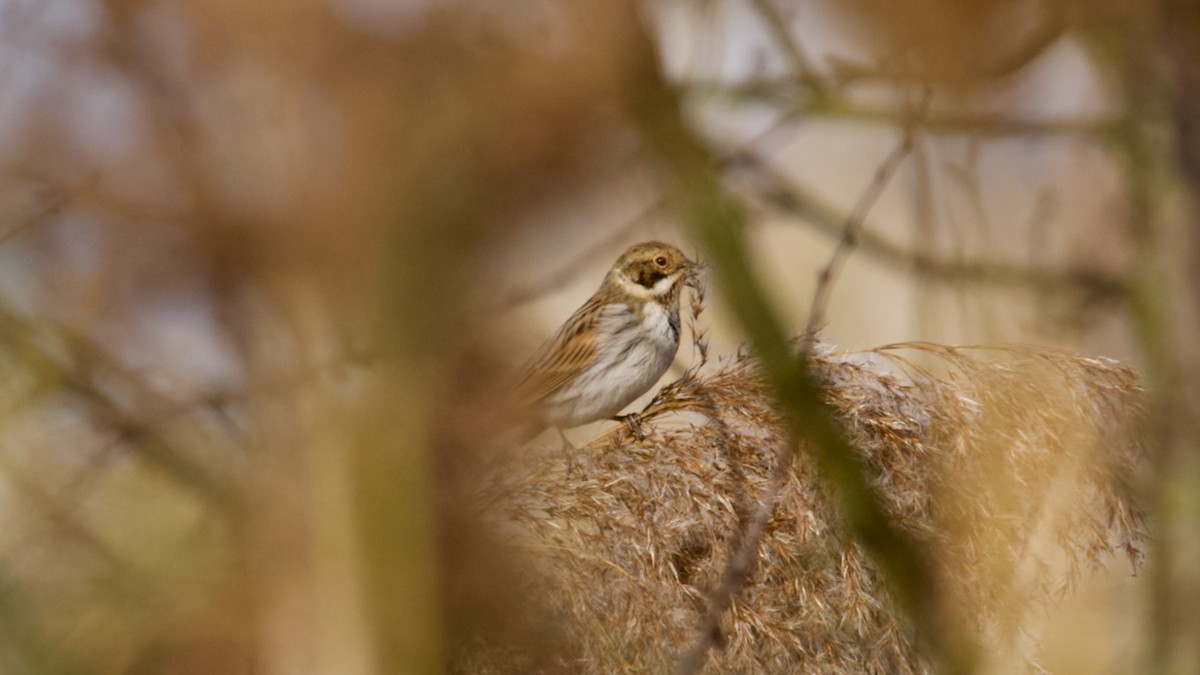 גיבתון סוף - ML645557343