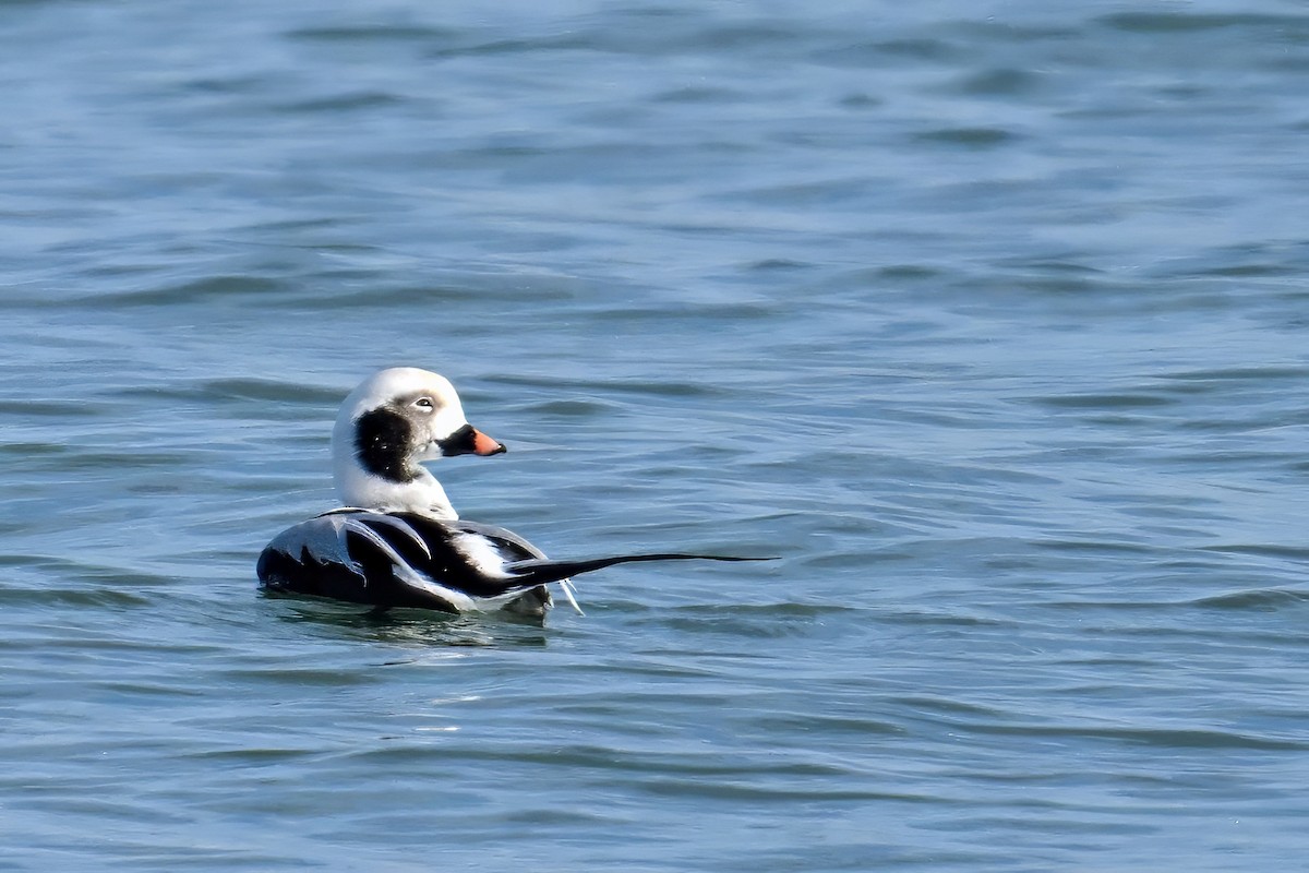 ברווז קרח - ML645557355