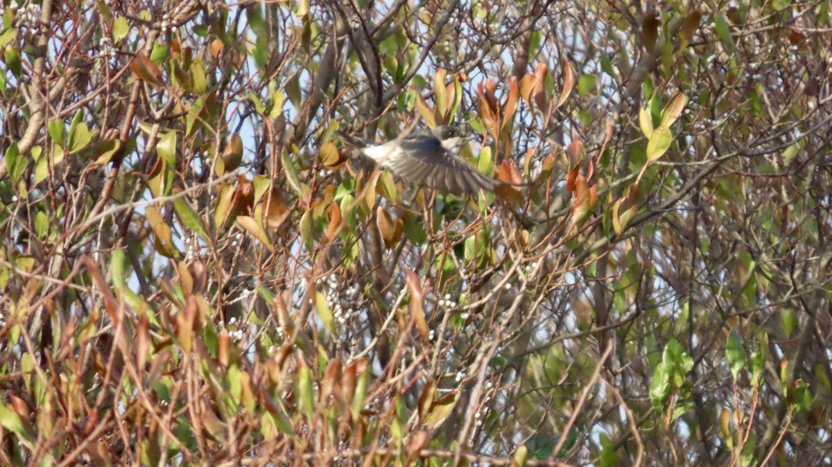 סנונית עצים - ML645557357