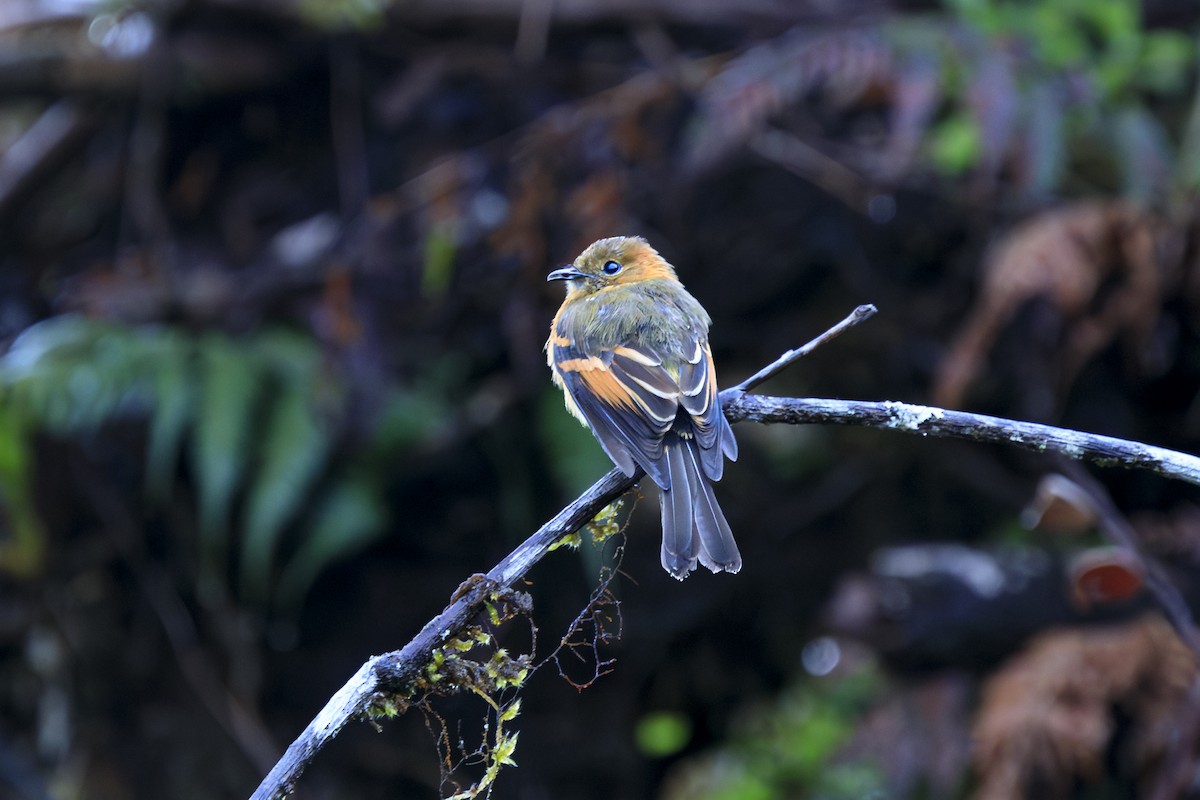 ニッケイハエトリ - ML645557392