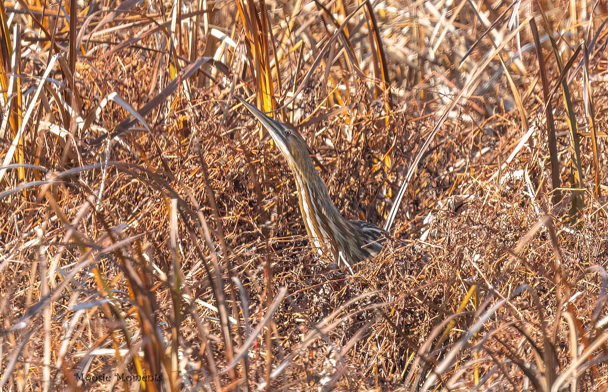 Бугай американський - ML645557396