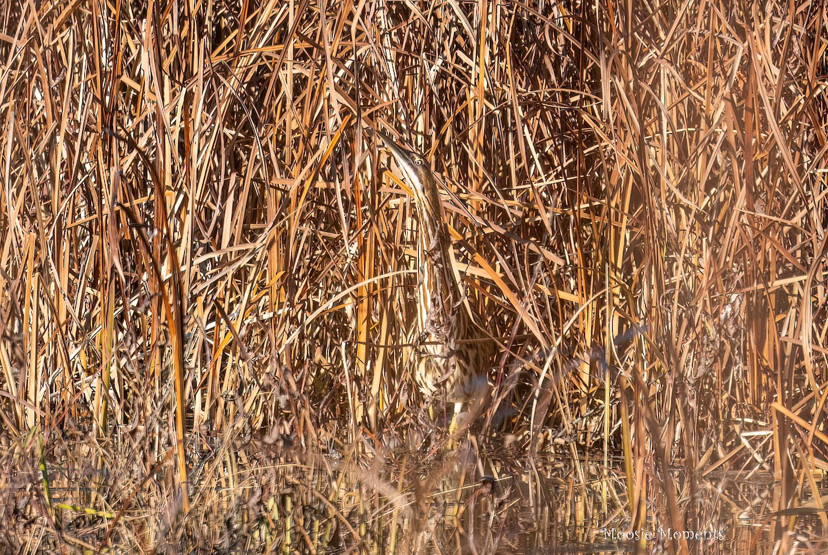 Бугай американський - ML645557398