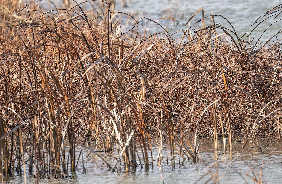 Бугай американський - ML645557399