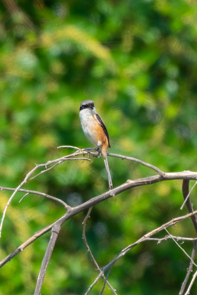 Long-tailed Shrike - ML645557419