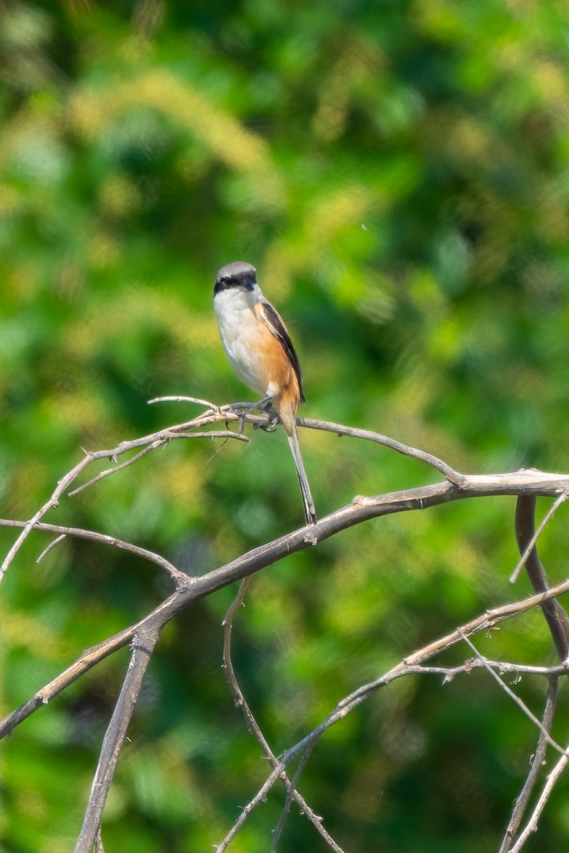 Long-tailed Shrike - ML645557420