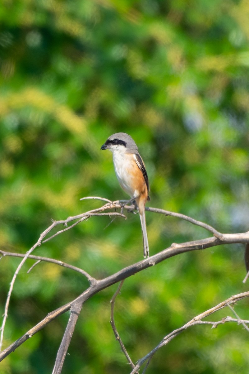 Long-tailed Shrike - ML645557421
