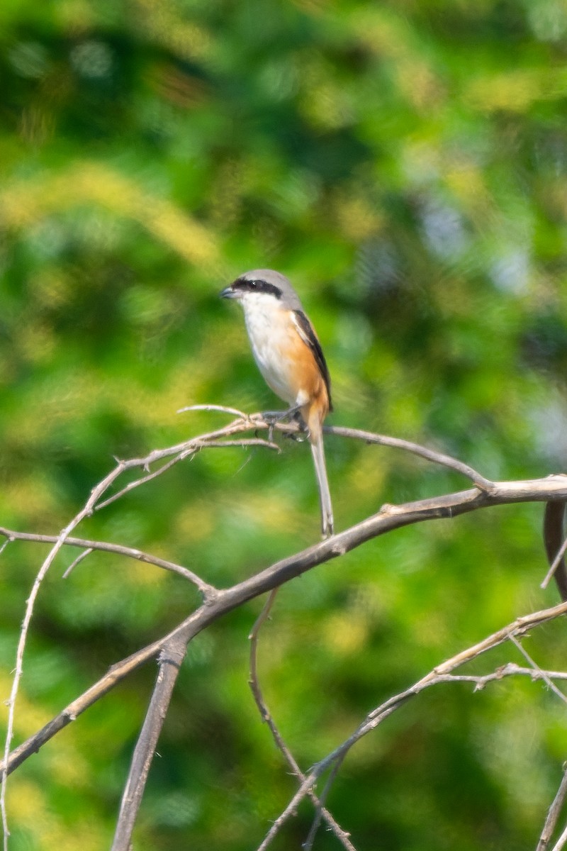 Long-tailed Shrike - ML645557423