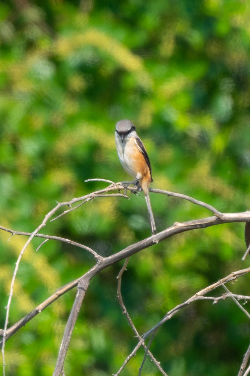 Long-tailed Shrike - ML645557424