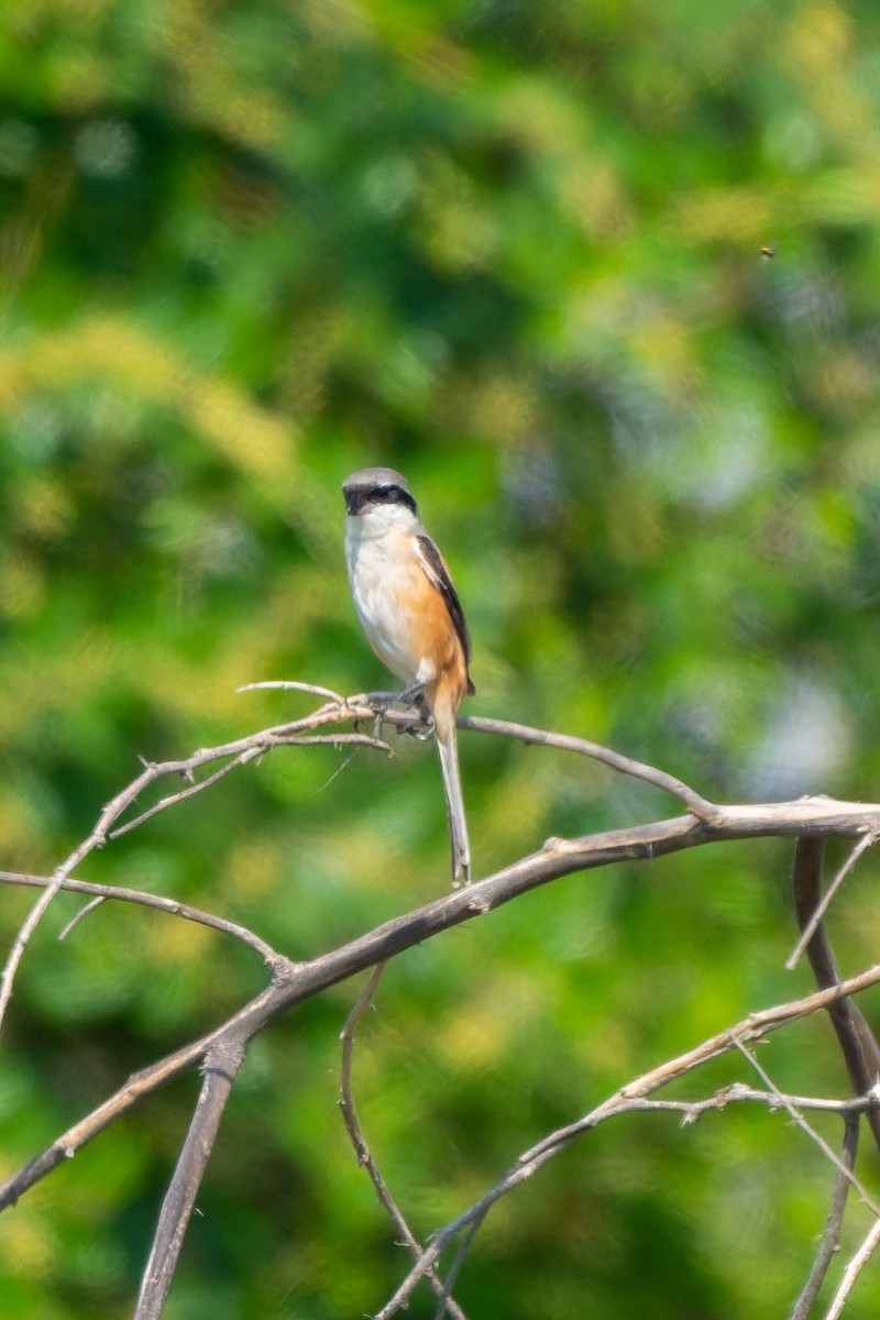 Long-tailed Shrike - ML645557425