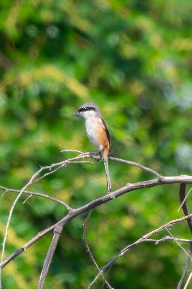 Long-tailed Shrike - ML645557426