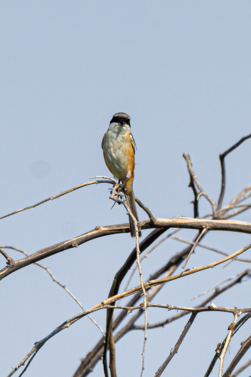 Long-tailed Shrike - ML645557427
