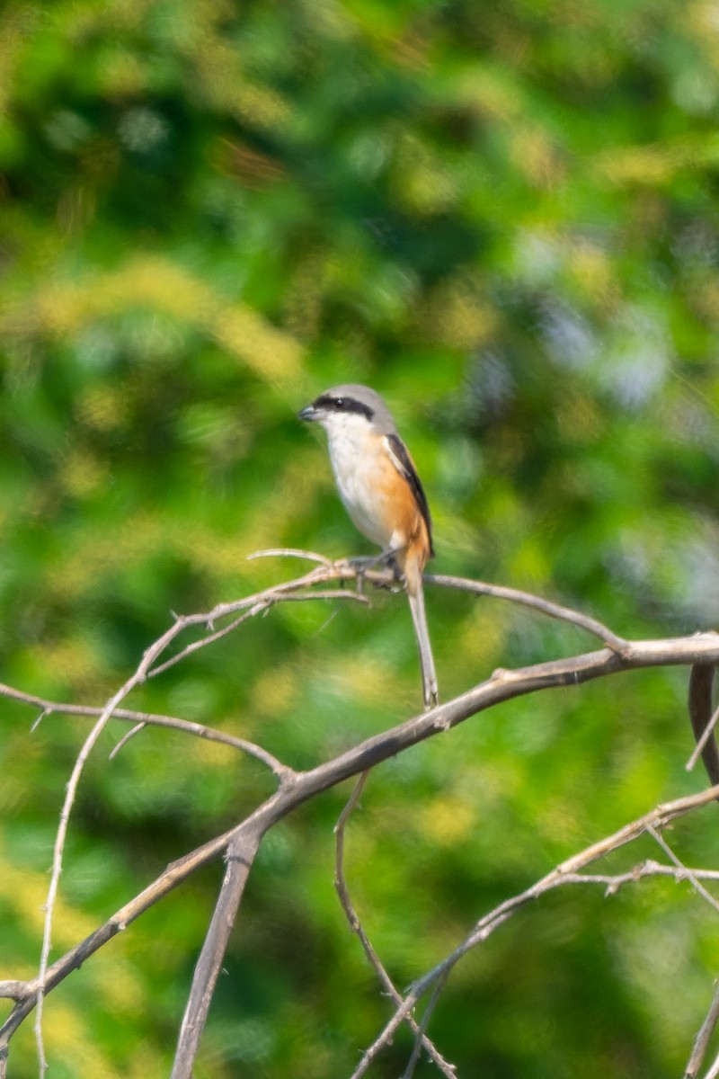 Long-tailed Shrike - ML645557428