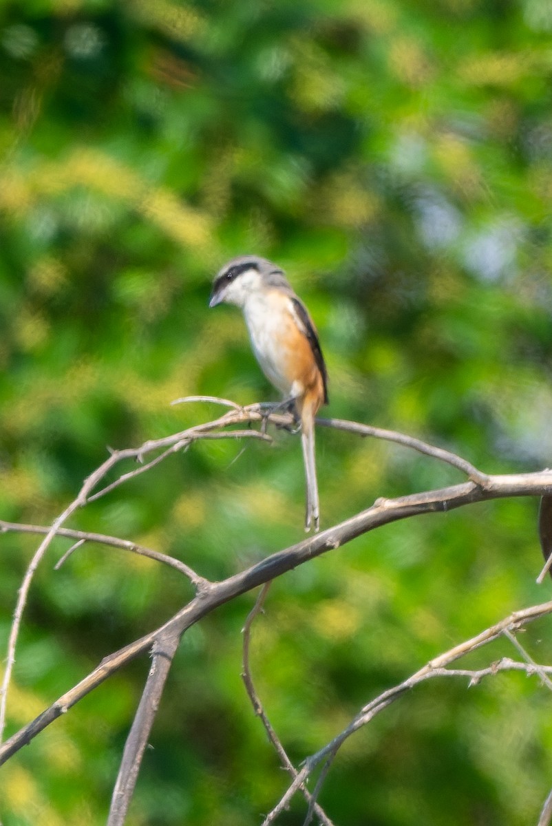 Long-tailed Shrike - ML645557429