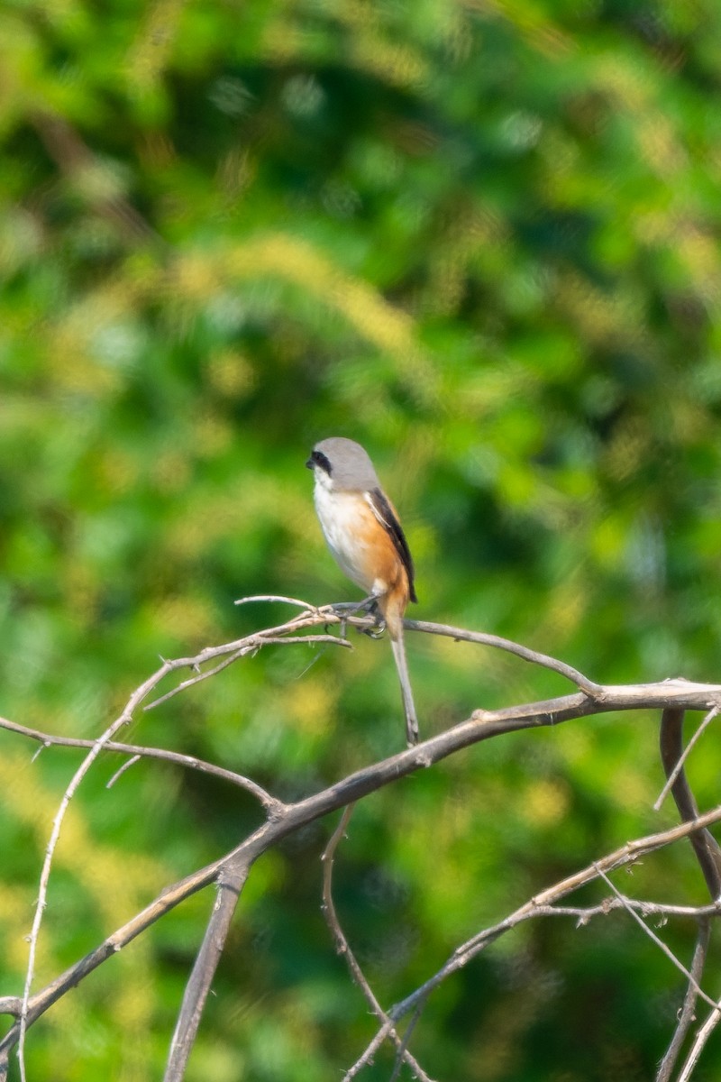 Long-tailed Shrike - ML645557430