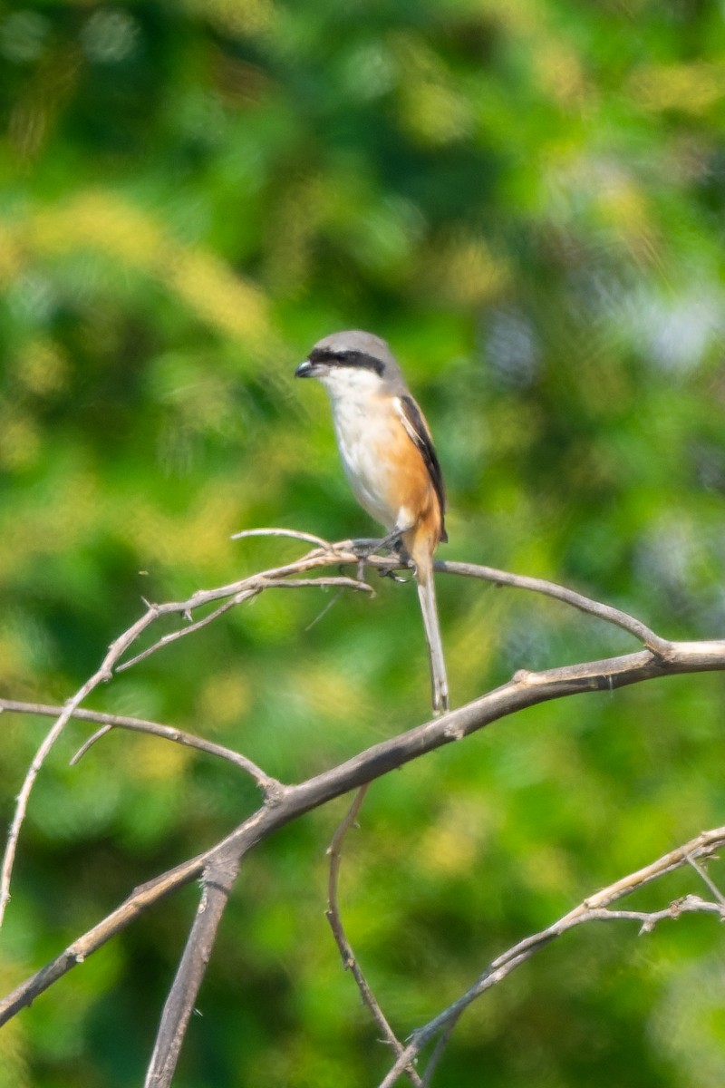 Long-tailed Shrike - ML645557431