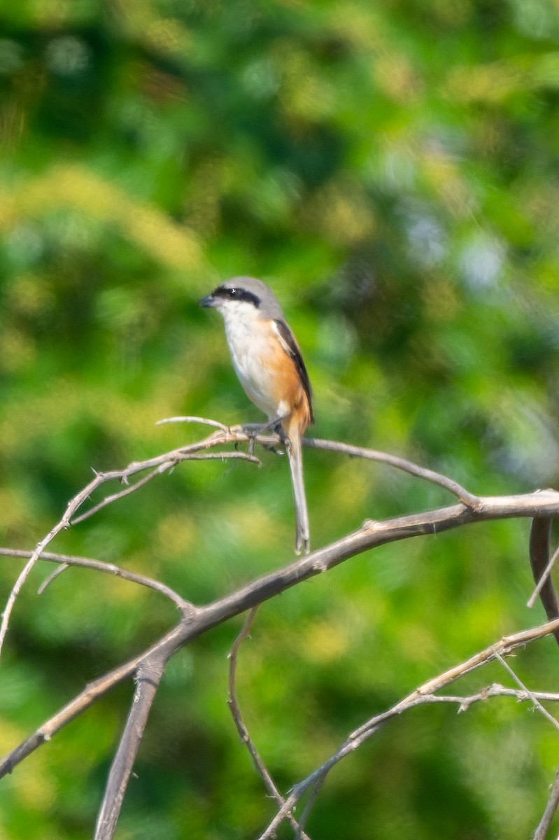 Long-tailed Shrike - ML645557432