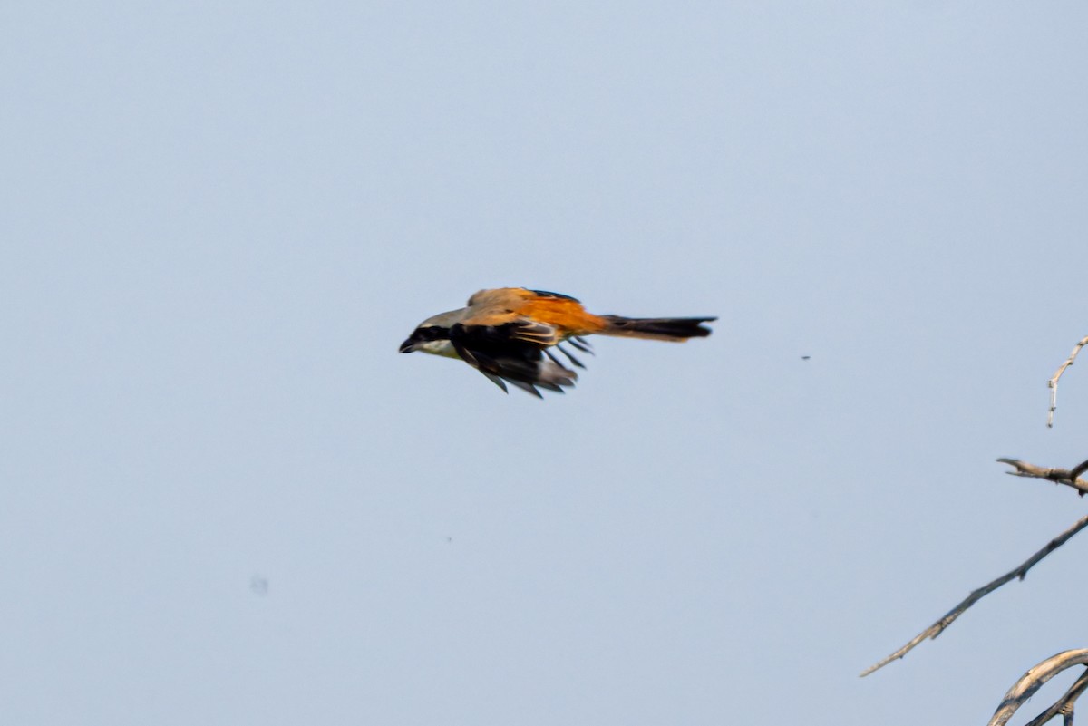 Long-tailed Shrike - ML645557433