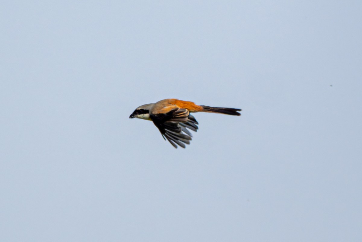 Long-tailed Shrike - ML645557434