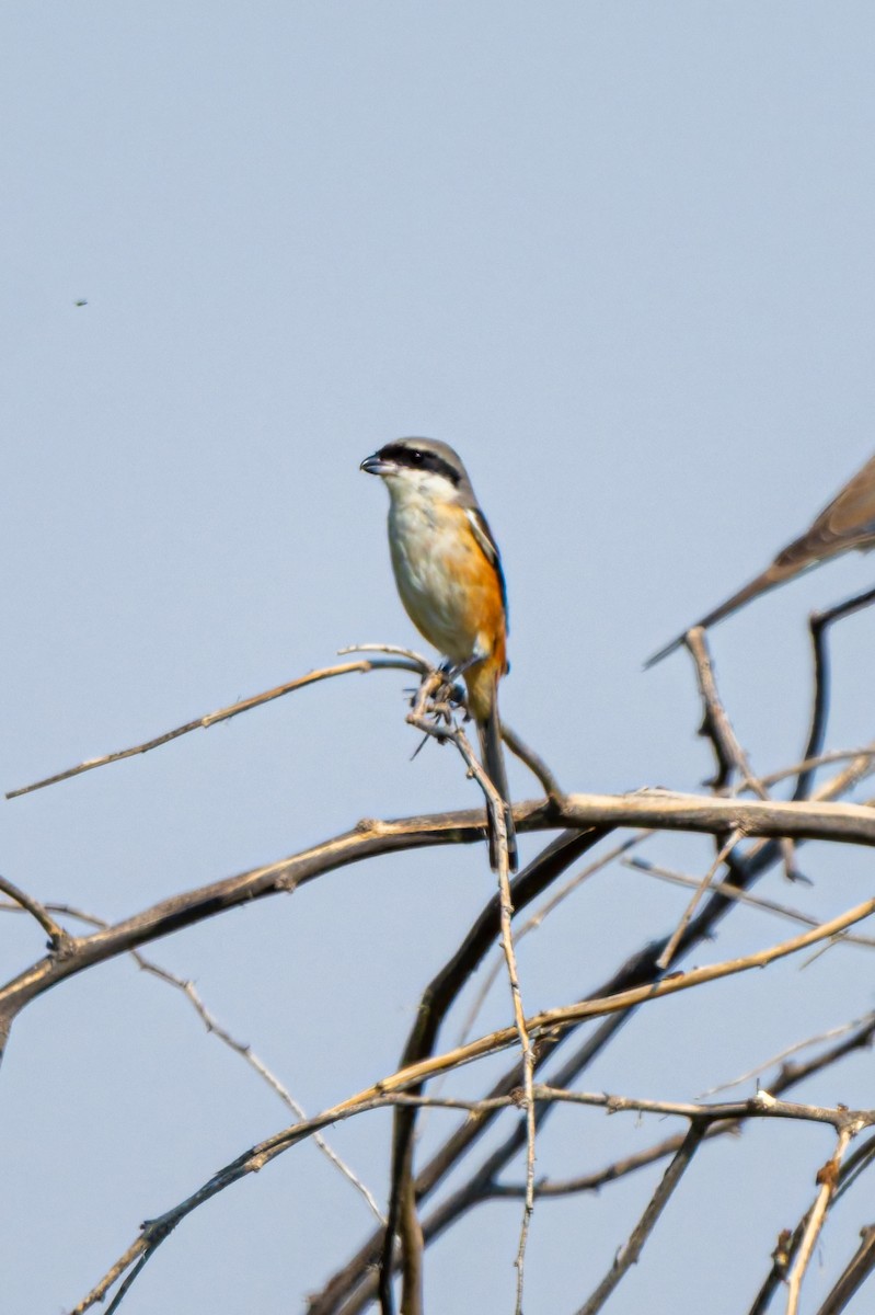 Long-tailed Shrike - ML645557435