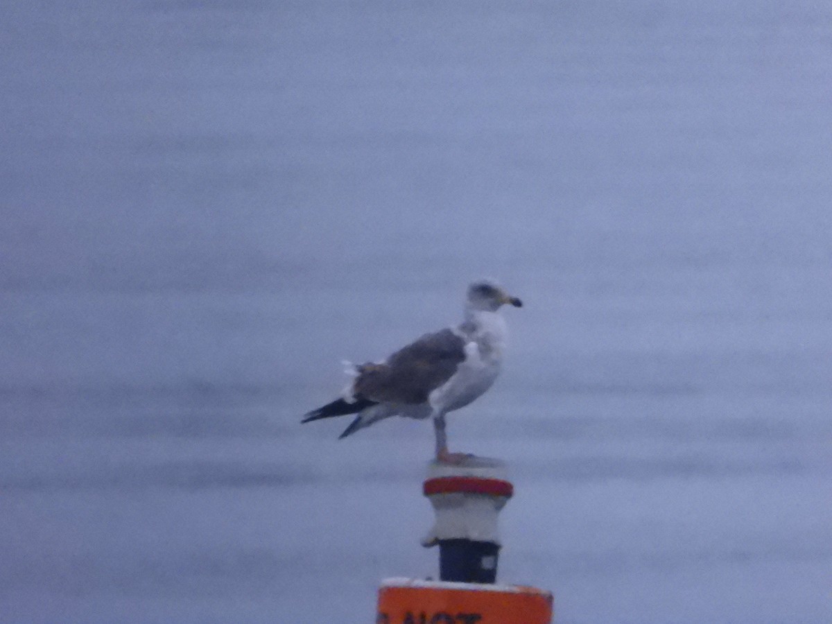 アメリカオオセグロカモメ - ML645557456