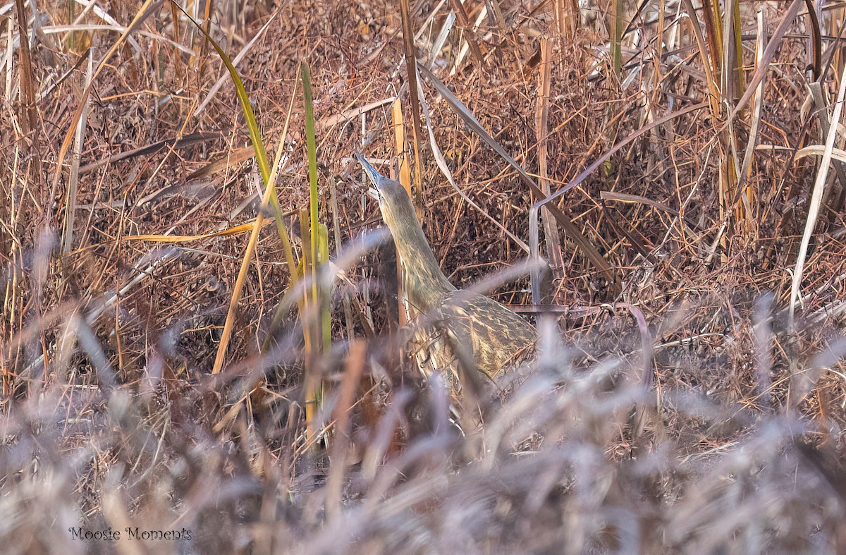 Бугай американський - ML645557460