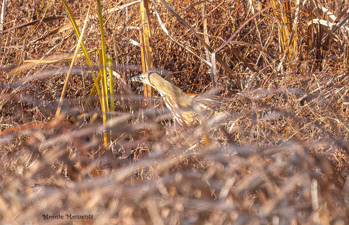 Бугай американський - ML645557461