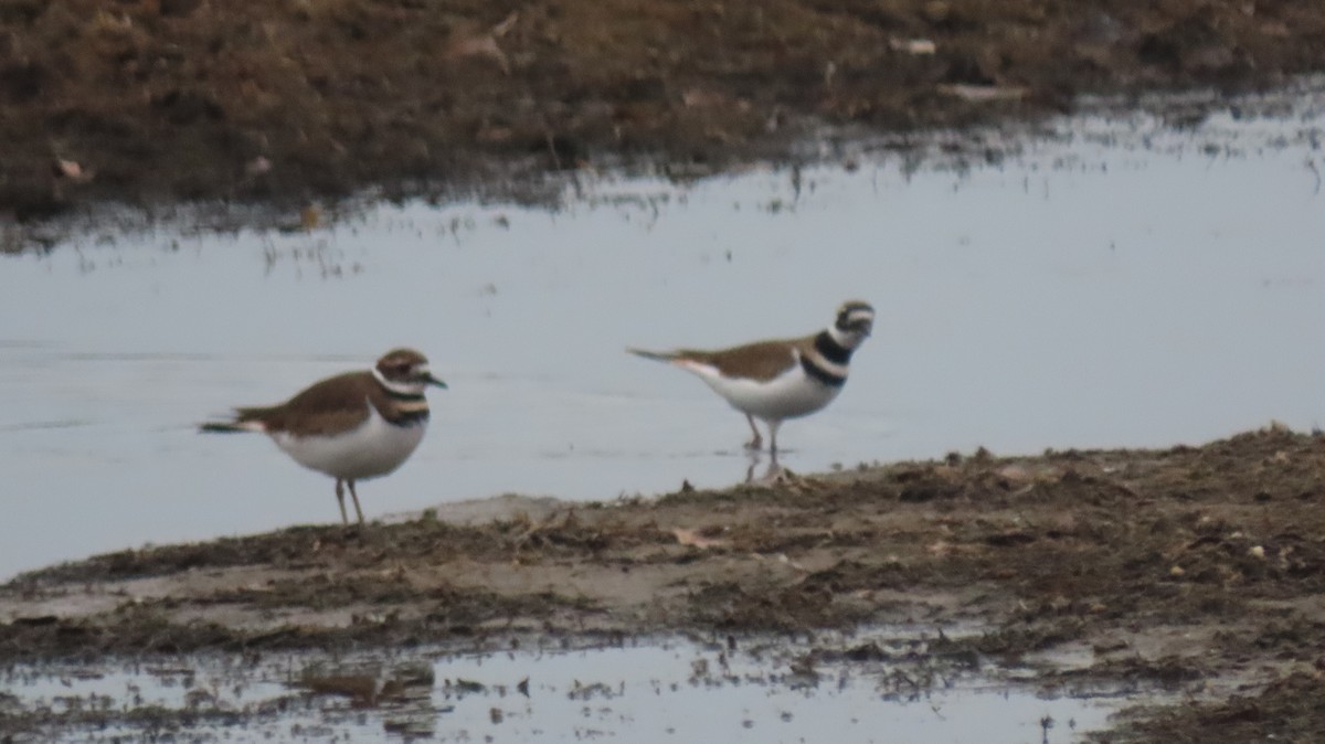 Killdeer - ML645557489